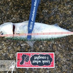 やっぱりサバ多し！