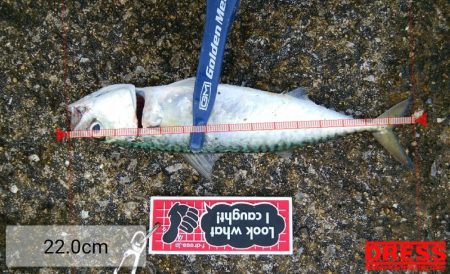 やっぱりサバ多し！