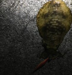 和歌山中紀夏イカエギングでアオリイカ