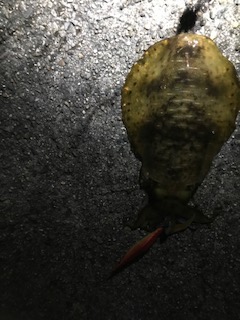 和歌山中紀夏イカエギングでアオリイカ