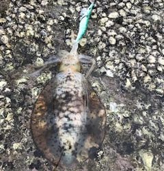 夏イカエギングでアオリイカとショアジギングでツバス・シオ大漁