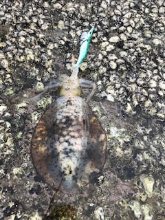 夏イカエギングでアオリイカとショアジギング…