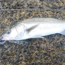 トップシーバス&トップチヌ炸裂！！