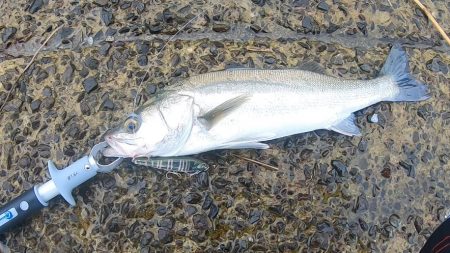 トップシーバス&トップチヌ炸裂！！