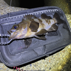 二見梅雨メバリング(2020-11）