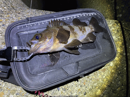 二見梅雨メバリング(2020-11）