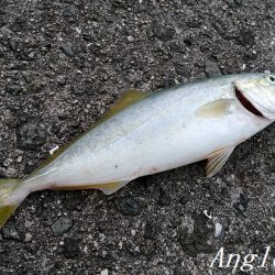 サビキで良型アジ2桁!