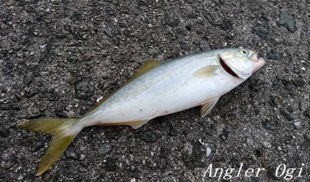 サビキで良型アジ2桁!