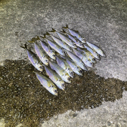 瀬戸内の島アジング（2020-11)