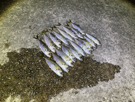 瀬戸内の島アジング（2020-11)