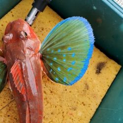 遊漁船 ニライカナイ 釣果