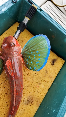 遊漁船 ニライカナイ 釣果