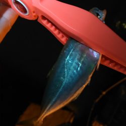 浜名湖 アジング