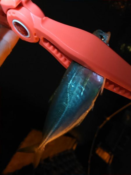 浜名湖 アジング