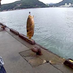 ライトショアジギングでアコウ