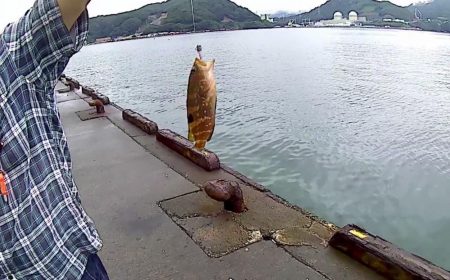 ライトショアジギングでアコウ