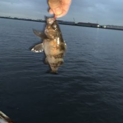 雨上がりのアジング