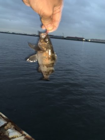 雨上がりのアジング