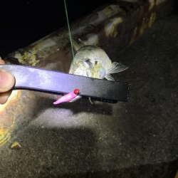 いつもの所へオカズ釣り