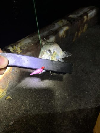 いつもの所へオカズ釣り