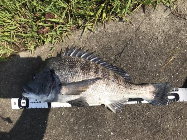 イチノ兄弟、釣果！