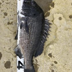 イチノ兄弟、釣果!