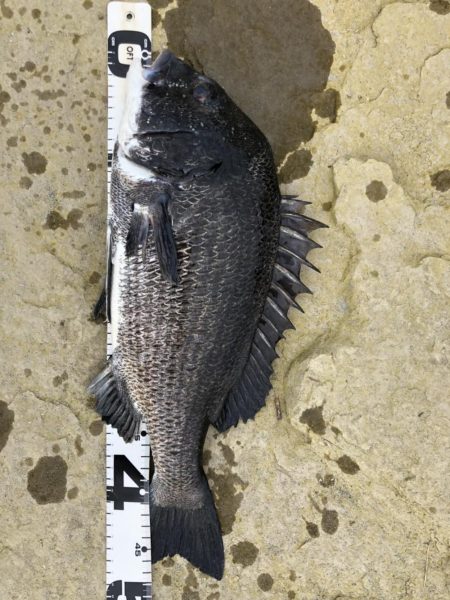 イチノ兄弟、釣果!