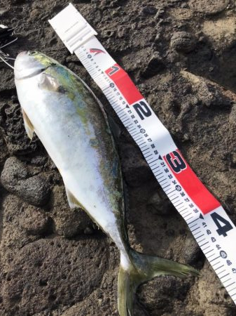 真夏・真昼間のトップゲーム