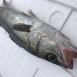 おNewタックル鱗付け