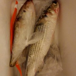 初のサビキ釣り