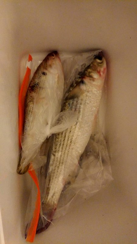 初のサビキ釣り