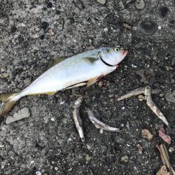 スーツバとの勝負