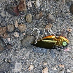 起死回生のシーバス 〜西宮浜