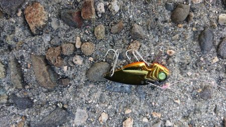 起死回生のシーバス 〜西宮浜