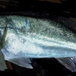 何か釣れるだろう～～？