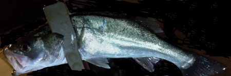 何か釣れるだろう～～？