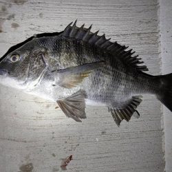 何か釣れるだろ~