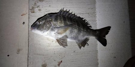 何か釣れるだろ~