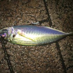 スプリットリグアジング