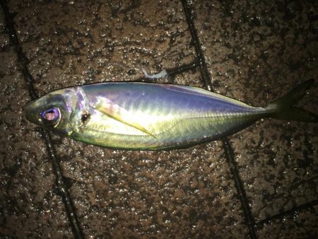 スプリットリグアジング