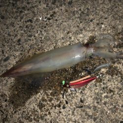 ダイケンキャッチ