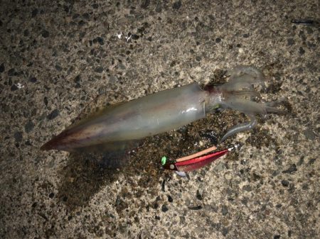 ダイケンキャッチ