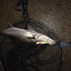 久しぶりのシーバス