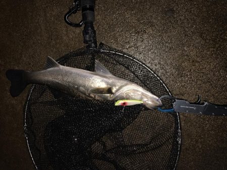 久しぶりのシーバス