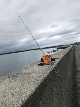 アジ !サバ!イカ!