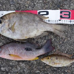 活性が高くなっています