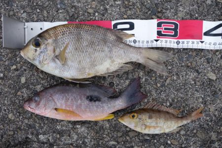 活性が高くなっています