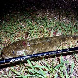 シーバス狙いで