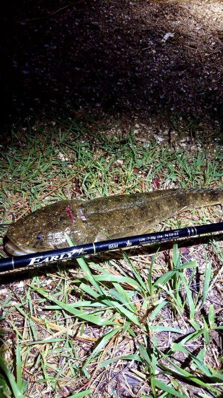 シーバス狙いで