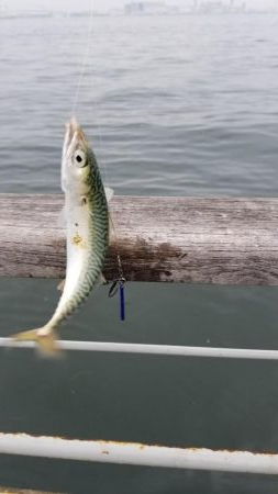 コスモでサクサクサバをジグサビキで